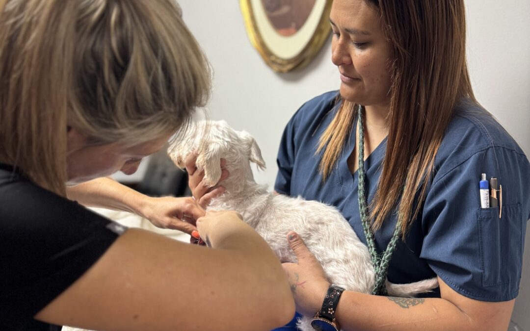 Preventative and Wellness Exams