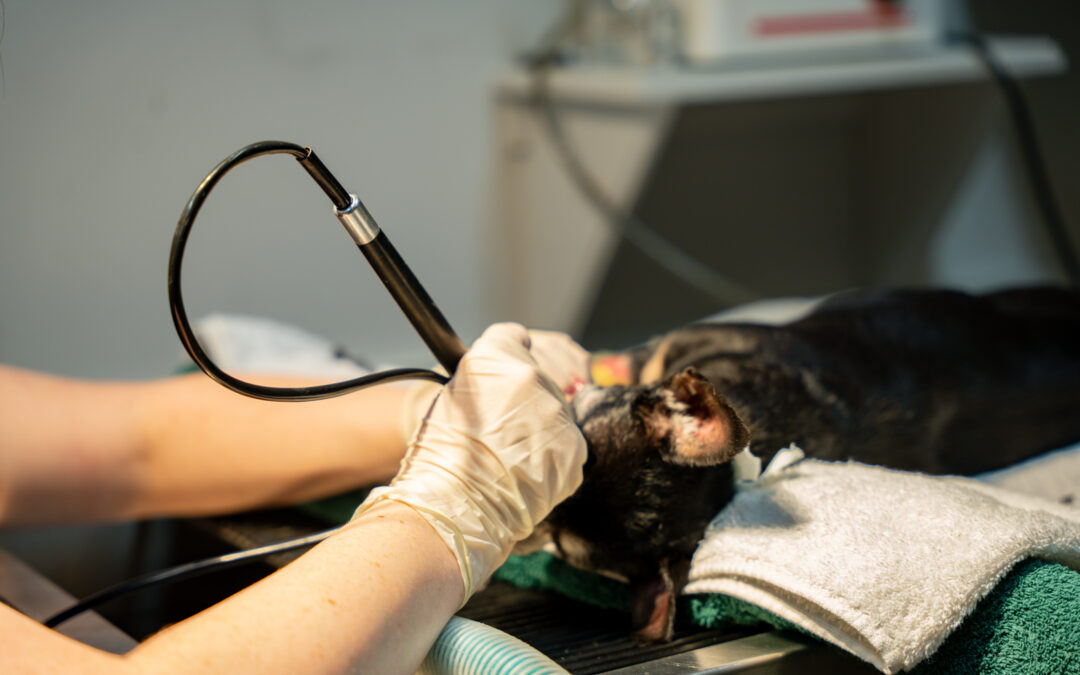 Dentistry