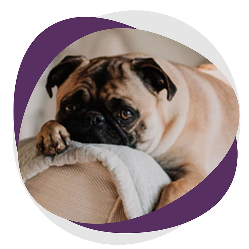 Petcare_services_image_services