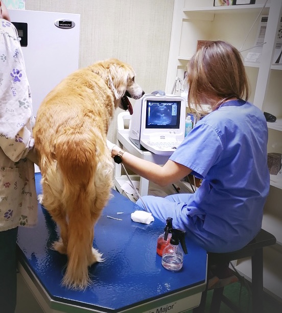 Pet Care Animal Hospital | Pet Care Animal Hospital
