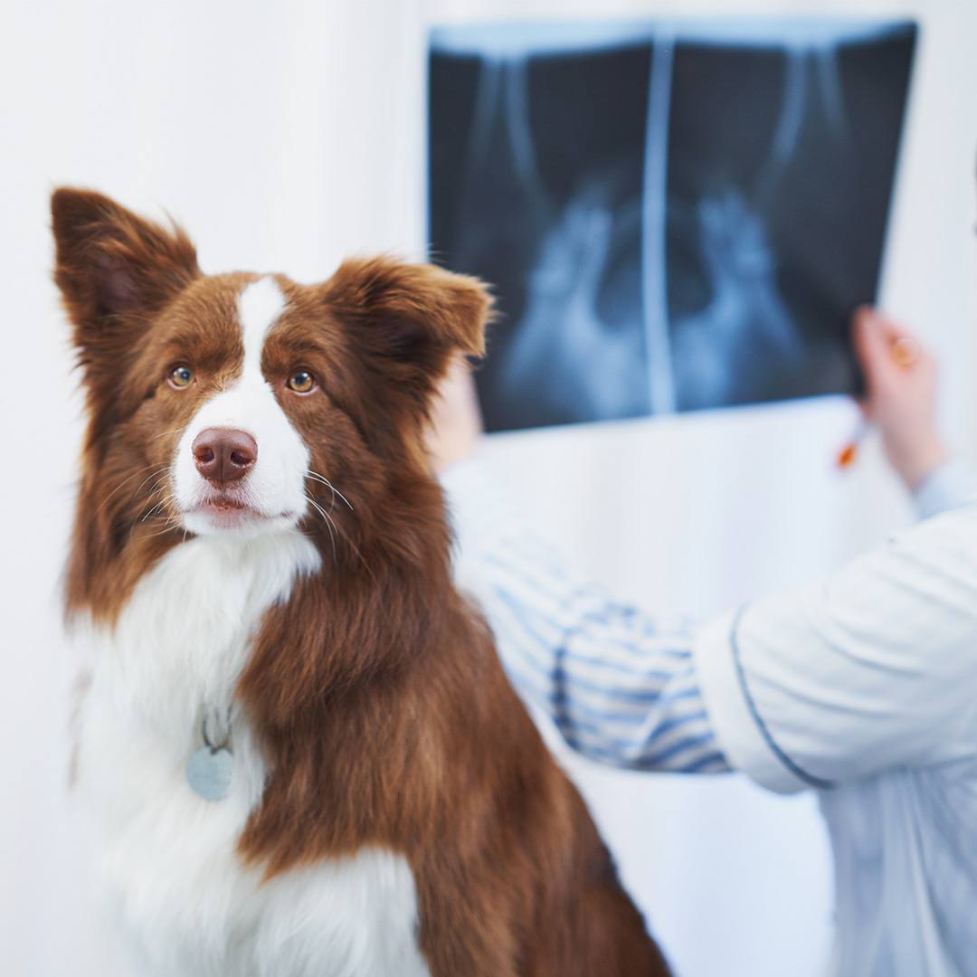 Pet x-rays animal radiology