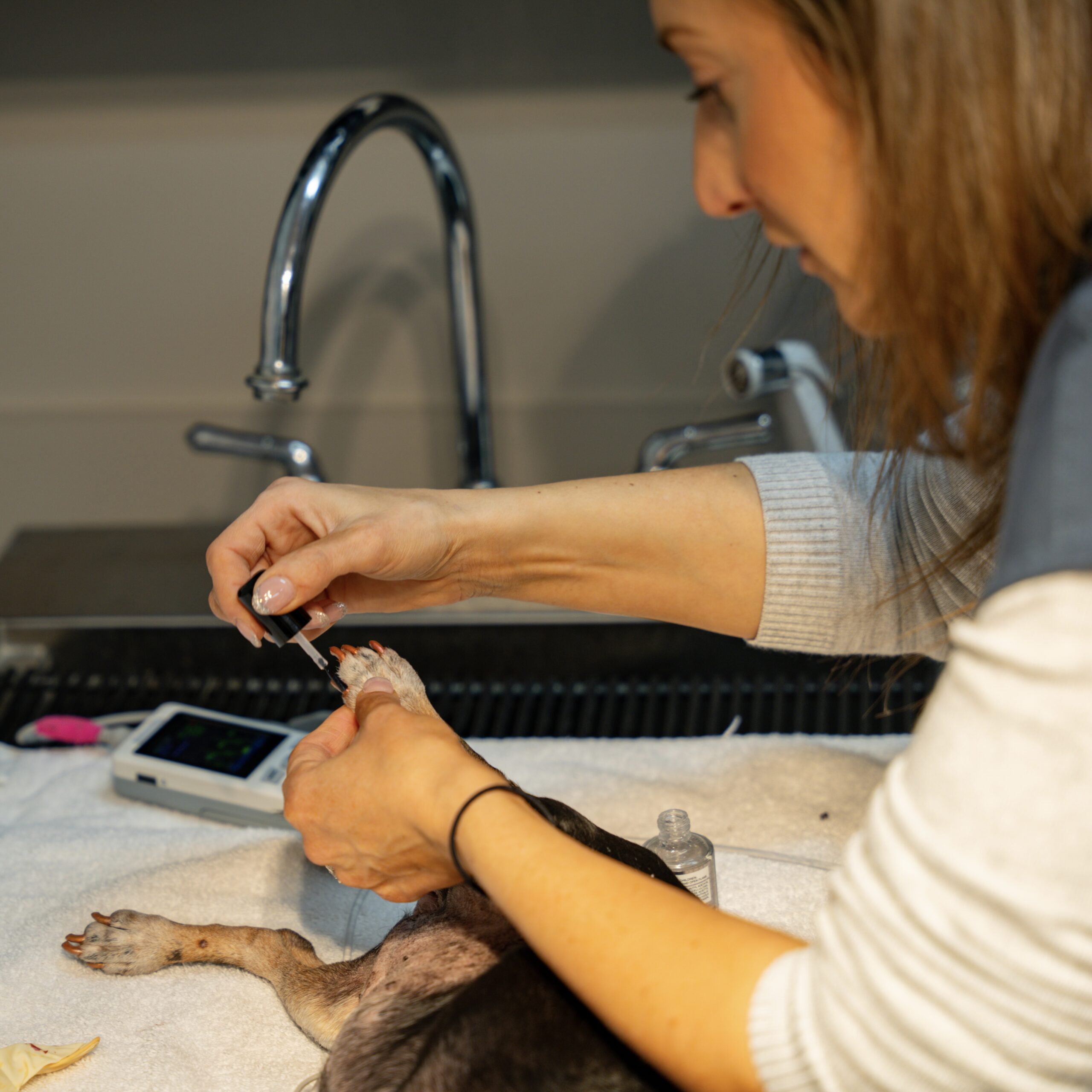 pet grooming near me